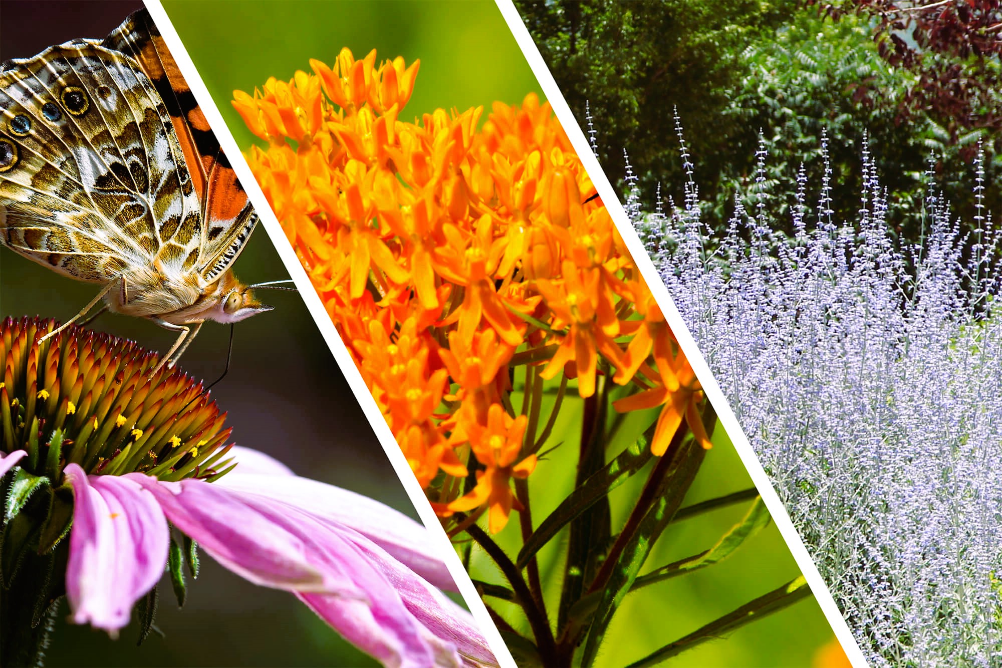 Drought-Tolerant Plants