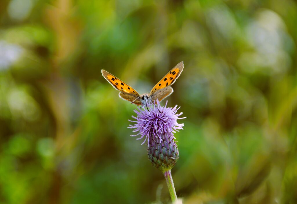 small copper butterfly