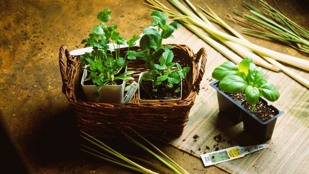 Four-Season Planting in Canada