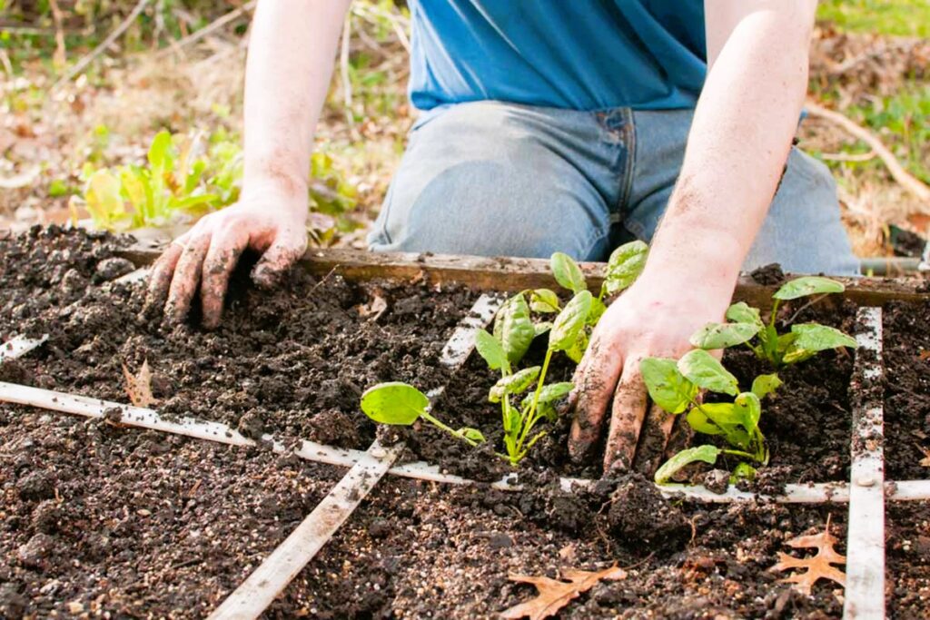 Square Foot Gardening