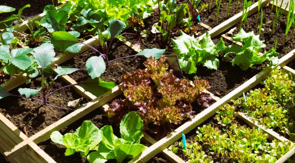 Vegetables in a Garden