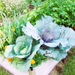 companion planting garden vegetable