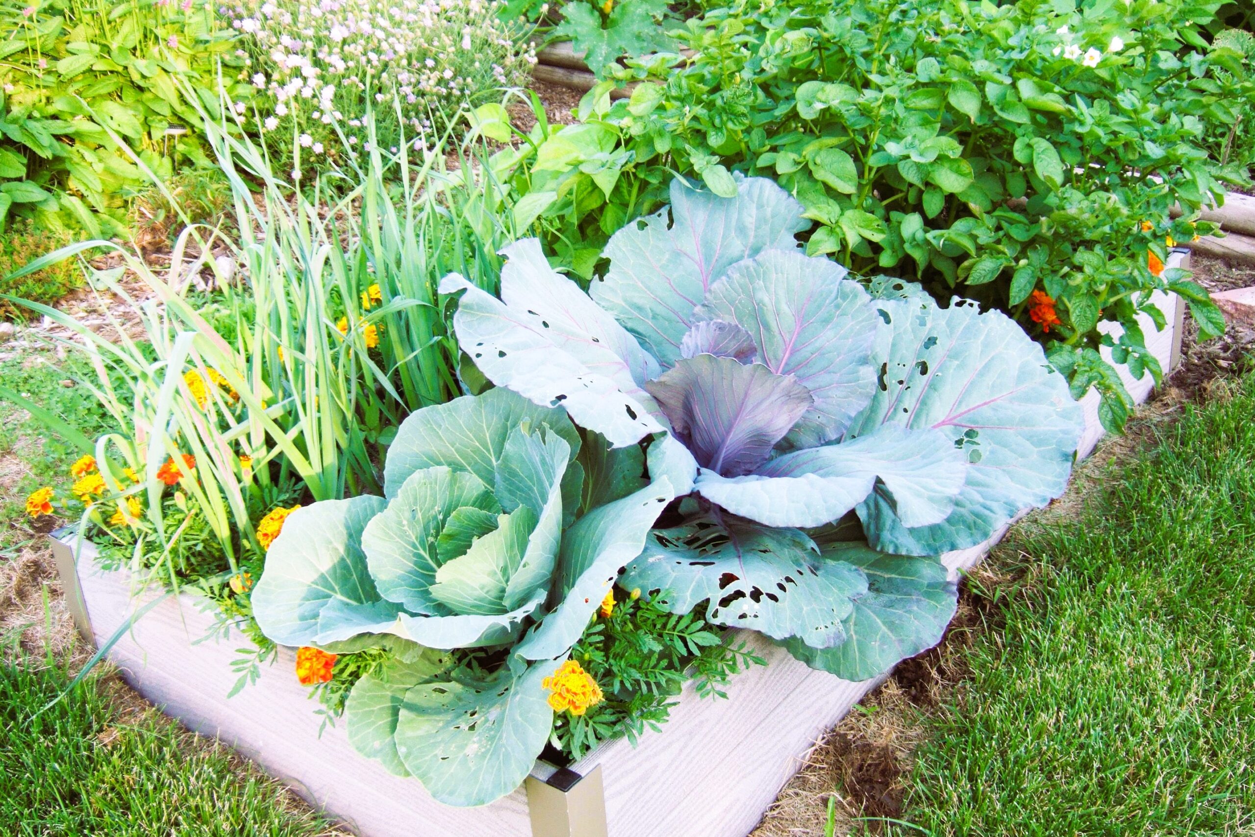 companion planting garden vegetable