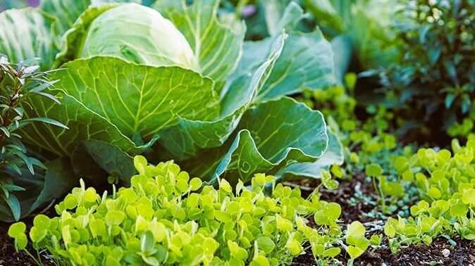 cabbage crimson clover