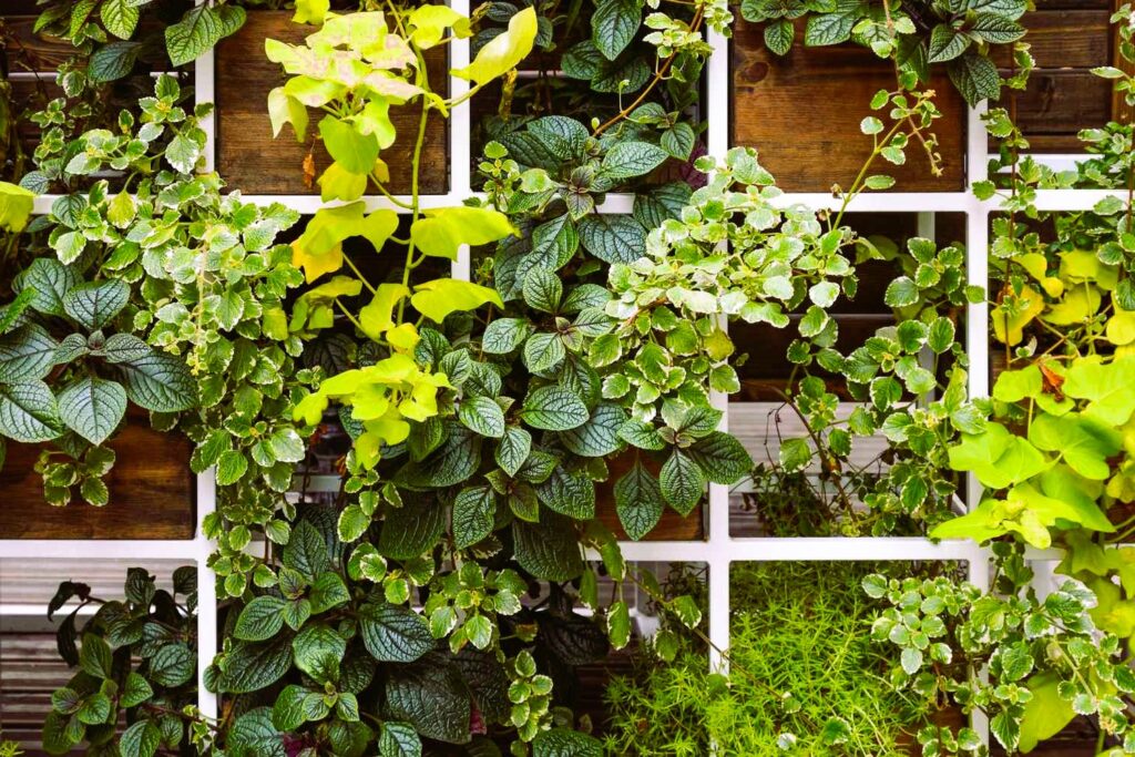 caring for vertical garden