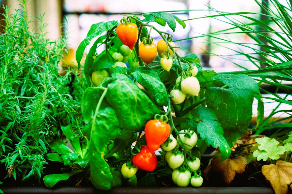 container garden