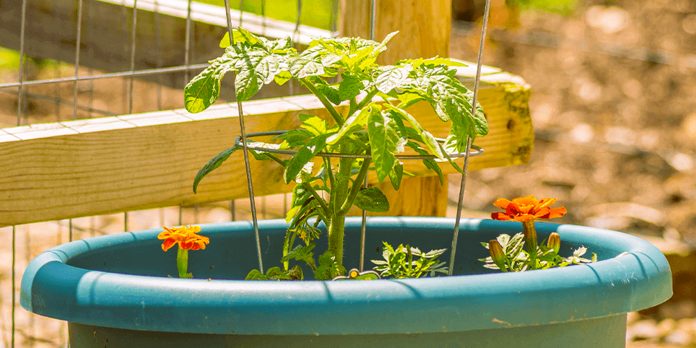 eising greenhouse growing tomatoes