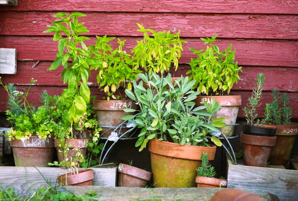 Container Gardening: Growing Plants in Small Spaces and Urban Environments