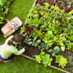 digging in a vegetable