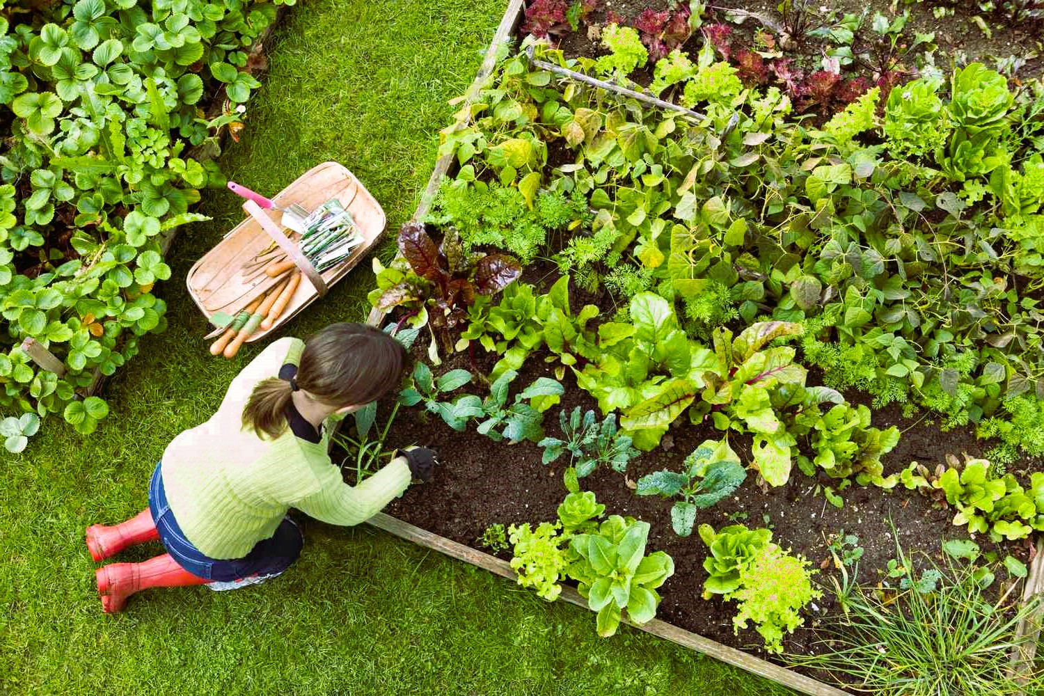 digging in a vegetable