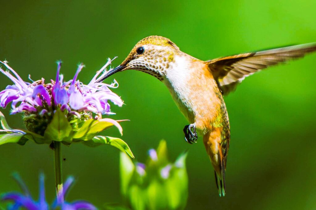 plants attract birds