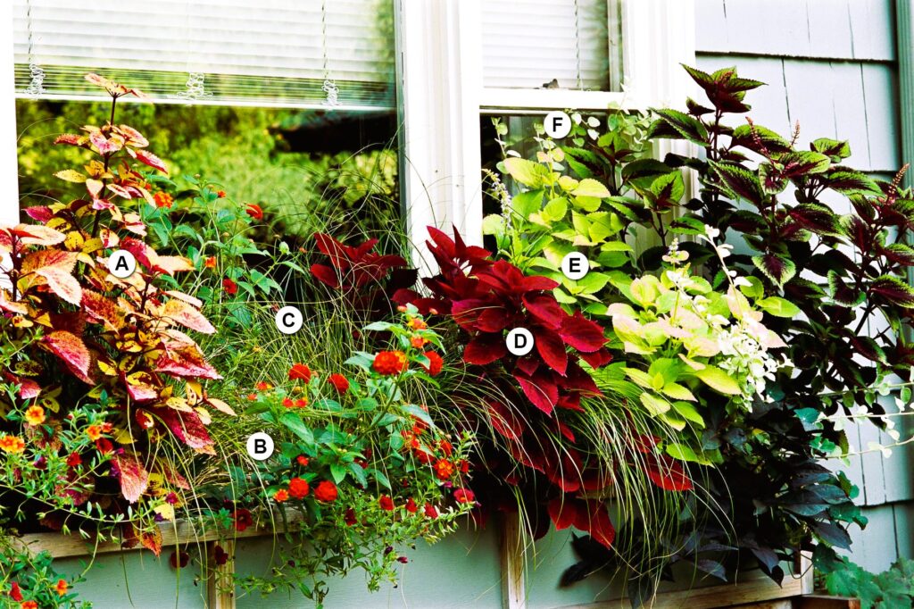variety plants on wooden window sill